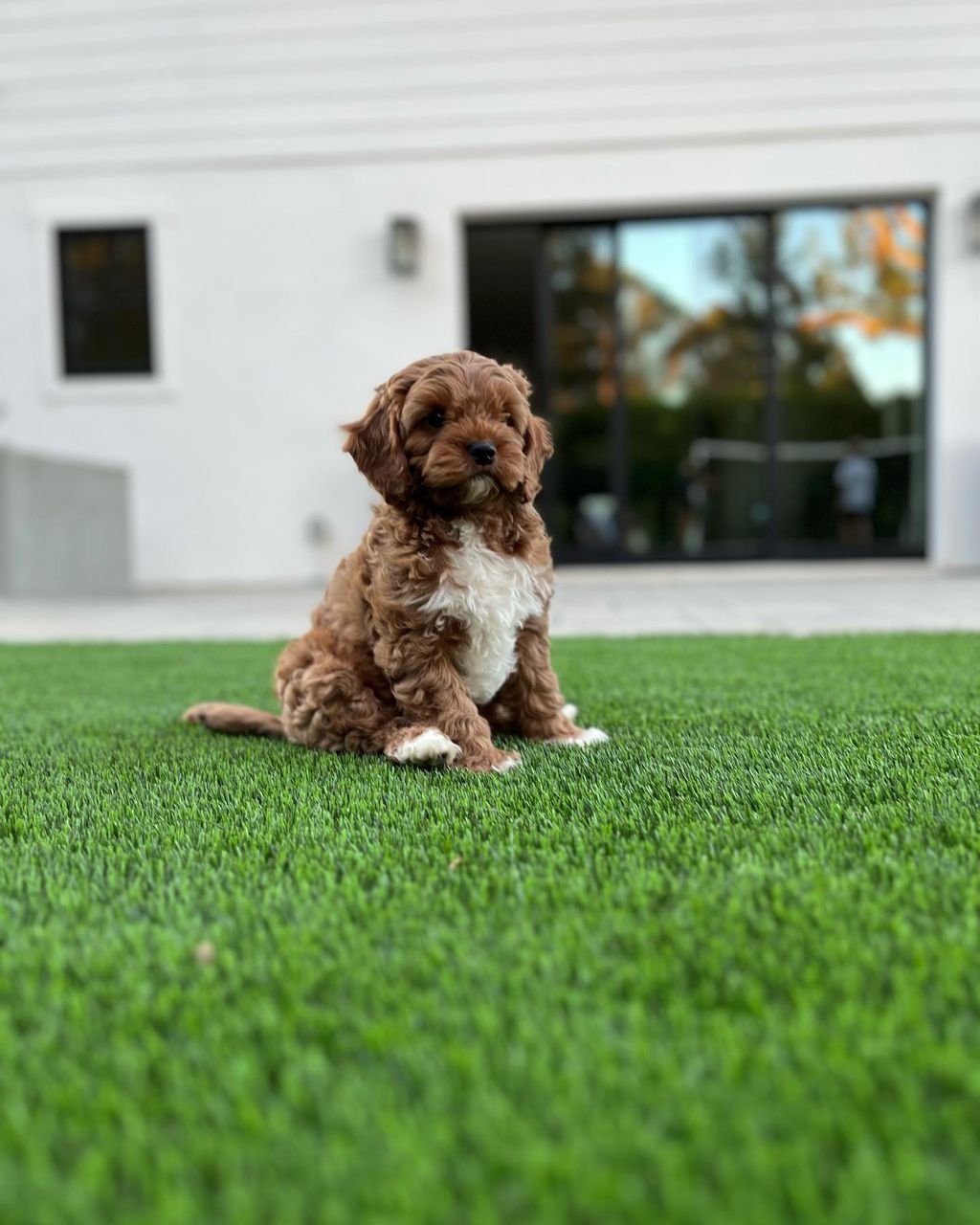 Cavapoo