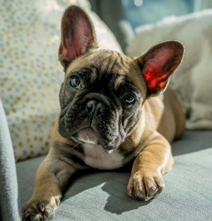 French Bulldog