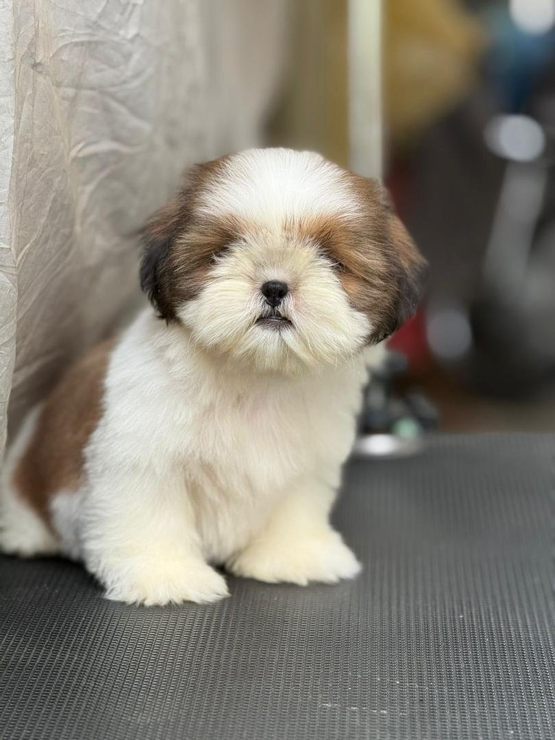 Shih Tzu